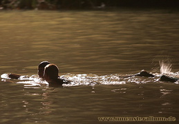 Schwimmen im Schein der Lichter.