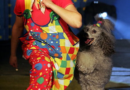 Clownerie mit Hund
