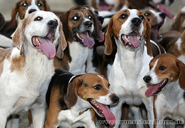 Sieben Reiter und 30 Hunde