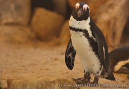 Ist das wohl Pinguin Sandy ?